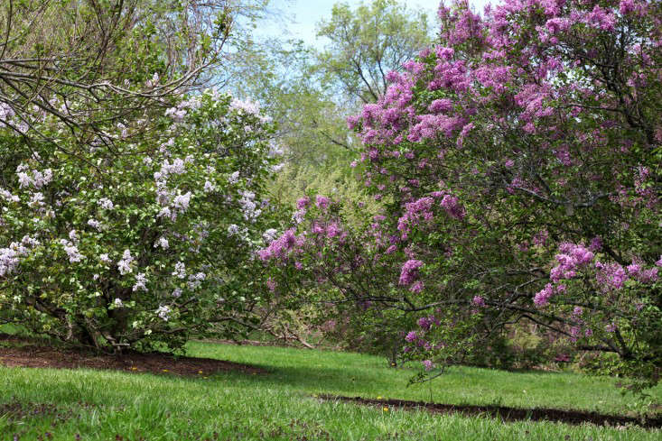 Benjamin Bussey, the wealthy merchant who donated much of the land for the arboretum, planted the first lilacs here. (The oldest specimen still in existence is from 97, but arboretum officials guess that Bussey planted his lilac hedgerows in 06.) The arboretum